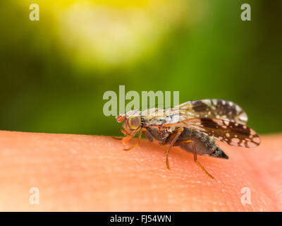 Fly (mouche Tephritis neesii), femelle sur la peau humaine, Allemagne Banque D'Images