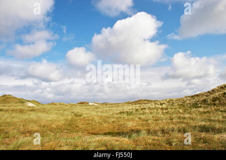 Paysage de dunes d'herbe de la côte de la mer du Nord, le Danemark, l'Sondervig Banque D'Images