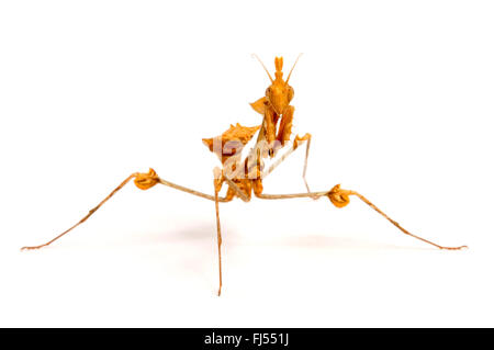 Violon errance, mantis mantis rose indien (Gongylus Gongylodes), cut-out Banque D'Images