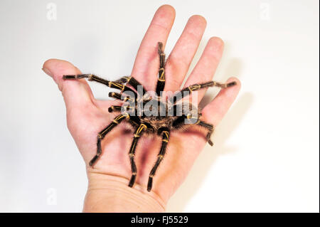 Rose argentin tarantula (Grammostola pulchra), assis sur une main Banque D'Images