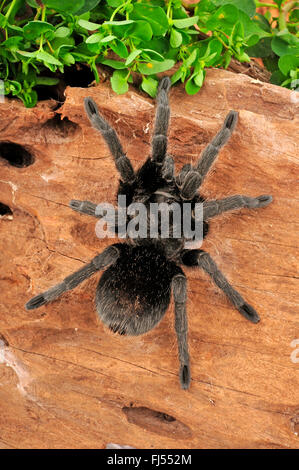 Rose argentin tarantula (Grammostola pulchra), dans la région de terrarium Banque D'Images