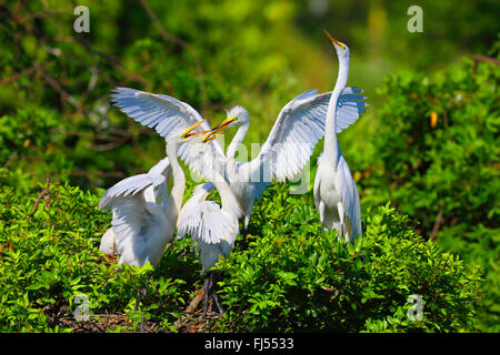 Grande Aigrette Grande Aigrette (Egretta alba, Casmerodius albus, Ardea alba), les juvéniles qui lutte pour la nourriture dans le nid, USA, Floride, Venise Banque D'Images