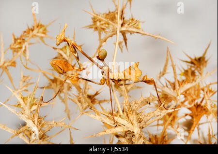 Violon errance, mantis mantis rose indien (Gongylus Gongylodes), bien camouflée sur plante desséchée Banque D'Images