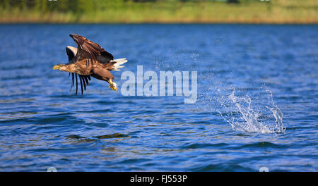 Pygargue à queue blanche (Haliaeetus albicilla), de s'envoler du lac avec un poisson, l'Allemagne, Mecklembourg-Poméranie-Occidentale Banque D'Images