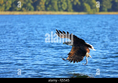 Pygargue à queue blanche (Haliaeetus albicilla), attraper une anguille à Luzinsee, Allemagne, Mecklembourg-Poméranie-Occidentale Banque D'Images