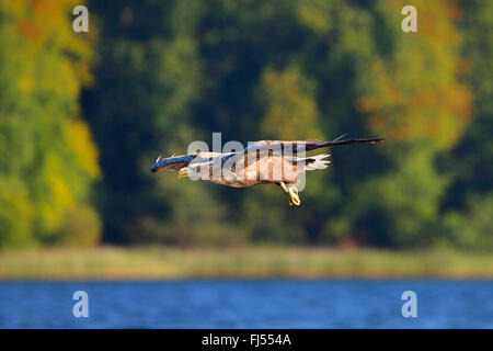 Pygargue à queue blanche (Haliaeetus albicilla), volant au-dessus de Luzinsee, Allemagne, Mecklembourg-Poméranie-Occidentale Banque D'Images