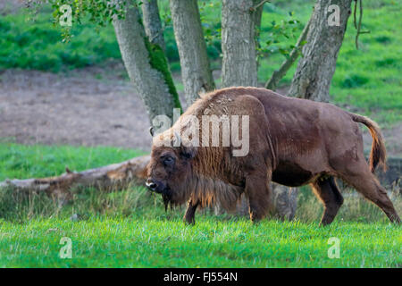 Bison d'Europe, Bison (Bison bonasus), marche à pied vache dans un pré, en Allemagne, en Mecklembourg-Poméranie-Occidentale, Damerower Werder Banque D'Images