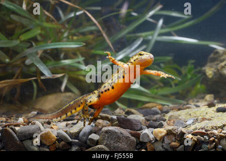 Montandon's, newt newt Lissotriton montandoni des Carpates (Triturus montandoni), homme, Roumanie, Karpaten Banque D'Images