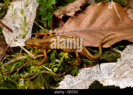 Montandon's, newt newt Lissotriton montandoni des Carpates (Triturus montandoni), femme sur le chemin de l'étang de reproduction, Roumanie, Karpaten Banque D'Images