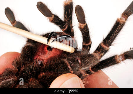 Oiseau rose saumon brésilien-eating tarantula, rose saumon (Lasiodora parahybana), oiseau araignée dans la main d'un homme, qui montre les crocs du poison Banque D'Images