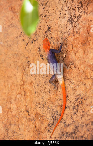 Agama commun, rock à tête rouge (Agama agama agama), homme escalade à un rocher, de la Namibie, Windhoek Banque D'Images