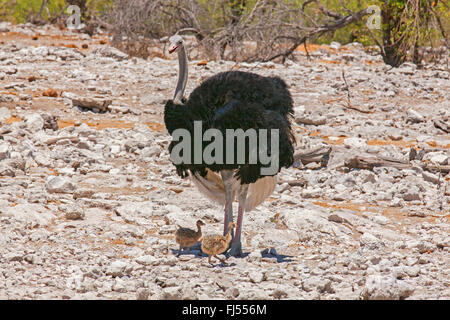 Autruche (Struthio camelus), homme autruche avec deux jeunes oiseaux sur le sol rocheux dans le veld à sec, la Namibie, Etosha National Park, Naumutoni Banque D'Images