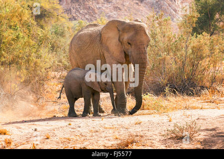 L'éléphant du désert, le désert de l'éléphant, l'éléphant africain (Loxodonta africana africana), le désert de l'éléphant l'éléphant de vache avec veau à la rivière asséchée de la rivière Huab, Damaraland, Namibie Banque D'Images