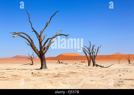 Dead Vlei clay pan et dead camel thorn arbres, Namibie, Sesriem Banque D'Images