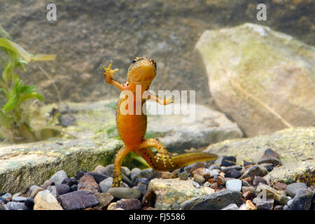 Montandon's, newt newt Lissotriton montandoni des Carpates (Triturus montandoni), dessous d'une femelle avec cloaque, Roumanie, Karpaten Banque D'Images