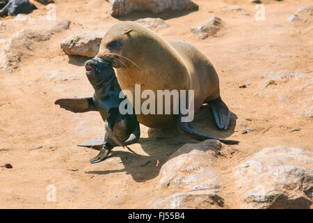 Le phoque à fourrure d'Afrique du Sud, du Cap (Arctocephalus pusillus pusillus, Arctocephalus pusillus), le phoque à fourrure, mère portant son jeune animal dans la bouche, la Namibie, Cape Cross seal reserve Banque D'Images