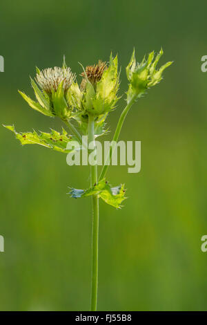 Chardon (Cirsium oleraceum chou), l'inflorescence, Allemagne, Bavière, Viehlassmoos Banque D'Images