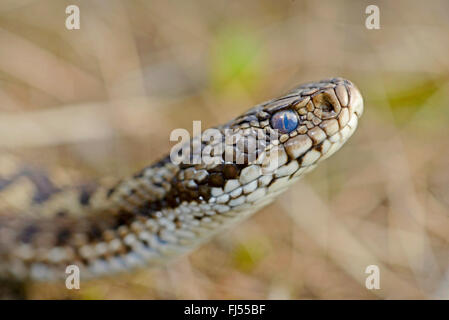 Meadow Viper, le viper (Orsini Vipera ursinii), portrait d'un pré viper peu avant de l'écorcher, Roumanie, Moldau, Ia&# 537;je Banque D'Images