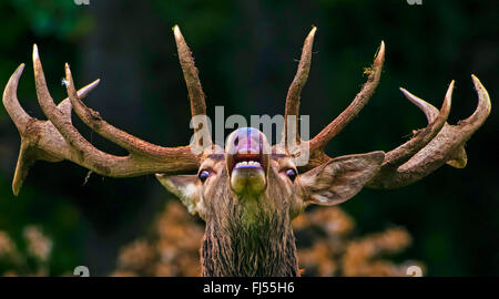 Red Deer (Cervus elaphus), flehming mâle alpha, portrait, Allemagne, Saxe, montagnes Erz Banque D'Images