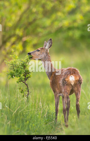 Le chevreuil (Capreolus capreolus), le département de l'alimentation, de l'Allemagne, Brandebourg Banque D'Images