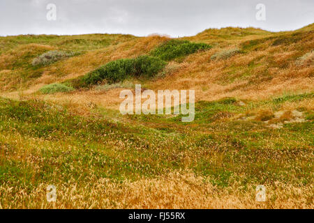 Paysage de dunes d'herbe de la côte de la mer du Nord, le Danemark, l'Juetland, ton National Park Banque D'Images