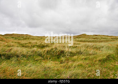 Paysage de dunes d'herbe de la côte de la mer du Nord, le Danemark, le Jutland, ton National Park Banque D'Images