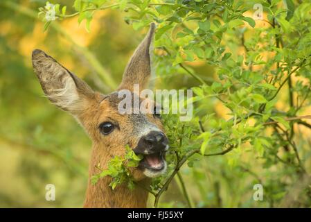 Le chevreuil (Capreolus capreolus), manger doe, portrait, Allemagne, Brandebourg Banque D'Images