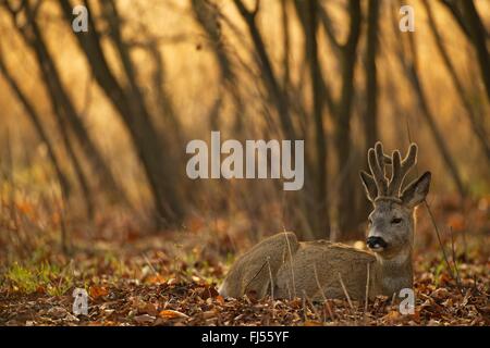 Le chevreuil (Capreolus capreolus), buck repose en forêt, cornes de velours, de l'Allemagne, Brandebourg Banque D'Images