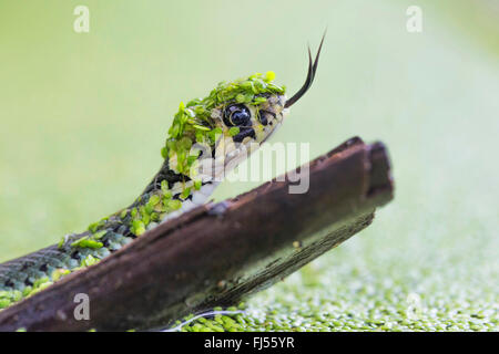 Couleuvre à collier (Natrix natrix), portrait, couverts de lentilles d'une pichenette, Allemagne, Bavière, Niederbayern, Basse-Bavière Banque D'Images