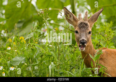 Le chevreuil (Capreolus capreolus), l'alimentation re buck, portrait, Allemagne, Brandebourg Banque D'Images