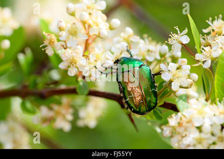 Chafer Cetonia aurata (rose), assis sur un rameau en fleurs, la Grèce, l'Kerkinisee Banque D'Images