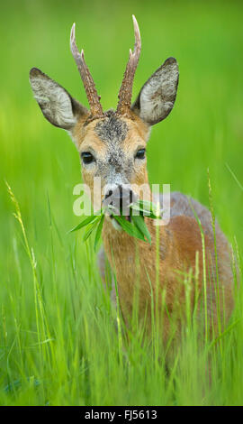 Le chevreuil (Capreolus capreolus), le roe buck se nourrissant d'herbe haute, l'Allemagne, Brandebourg Banque D'Images