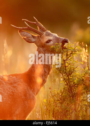 Le chevreuil (Capreolus capreolus), buck rss, Allemagne, Brandebourg Banque D'Images