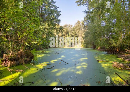 La famille de lentilles d'eau (Lemnaceae), Étang dans la forêt, couverts de lentilles d'eau, de l'Allemagne, de Bavière, Niederbayern, Basse-Bavière Banque D'Images