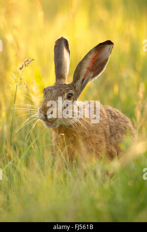 Lièvre européen, lièvre Brun (Lepus europaeus), est assis dans un pré, Allemagne, Brandebourg Banque D'Images