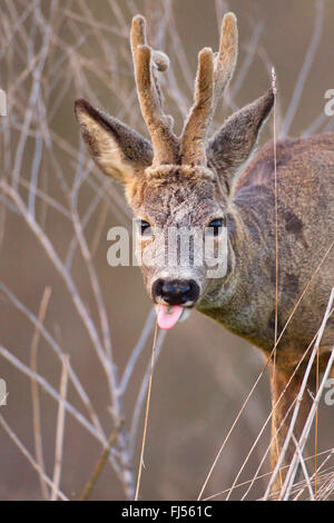 Le chevreuil (Capreolus capreolus), buck, cornes de velours, portrait, Allemagne, Brandebourg Banque D'Images