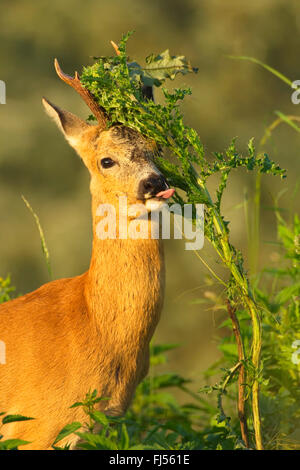 Le chevreuil (Capreolus capreolus), manger roe buck, portrait, Allemagne, Brandebourg Banque D'Images