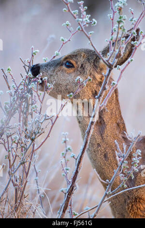 Le chevreuil (Capreolus capreolus), doe rss en hiver, l'Allemagne, Brandebourg Banque D'Images