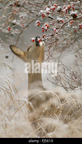 Le chevreuil (Capreolus capreolus), doe rss rose-hanches en hiver, l'Allemagne, Brandebourg Banque D'Images