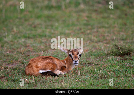 Thomson (Gazella thomsoni, Eudorcas thomsoni) gazelle, pup, Kenya, Masai Mara National Park Banque D'Images