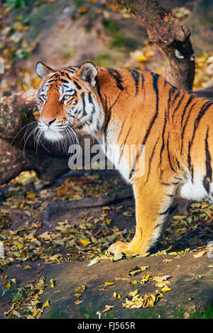 Tigre de Sibérie, Amurian tigre (Panthera tigris altaica), tigresse, half-length portrait en automne Banque D'Images