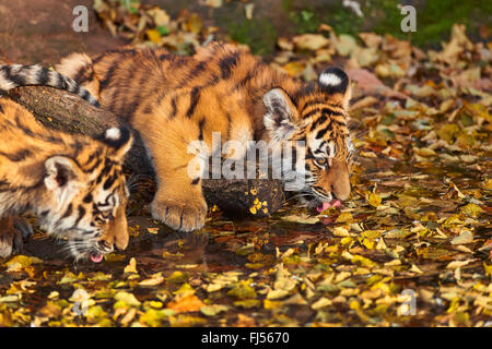 Tigre de Sibérie, Amurian tigre (Panthera tigris altaica), deux tigres au bord de l'eau potable Banque D'Images