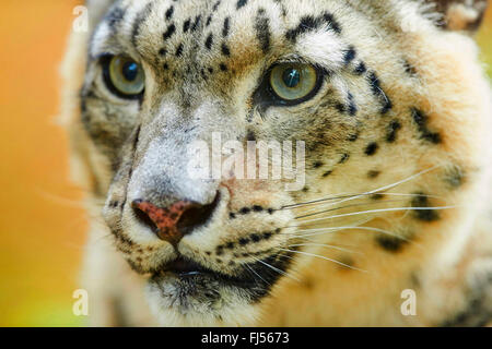 Léopard des neiges (Uncia uncia, Panthera uncia), léopard femelle, portrait Banque D'Images