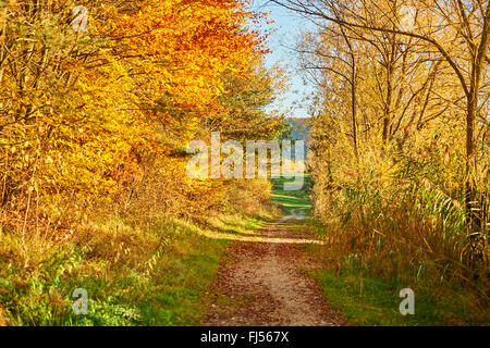 Sentier en forêt d'automne, en Allemagne, en Bavière, Oberpfalz Banque D'Images