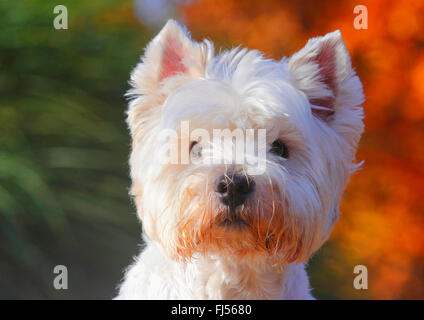 West Highland White Terrier (Canis lupus f. familiaris), 9 ans chien, portrait, Allemagne Banque D'Images