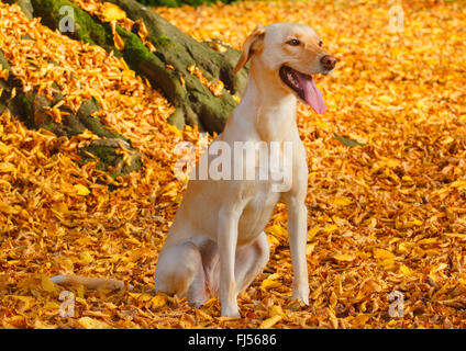 Dog (Canis lupus f. familiaris), Labrador Magyar Vizsla devint mixed breed dog sitting en automne feuillage et haletant, Allemagne Banque D'Images