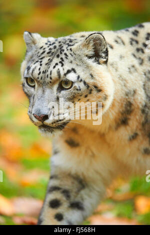 Léopard des neiges (Uncia uncia, Panthera uncia), léopard femelle, portrait Banque D'Images