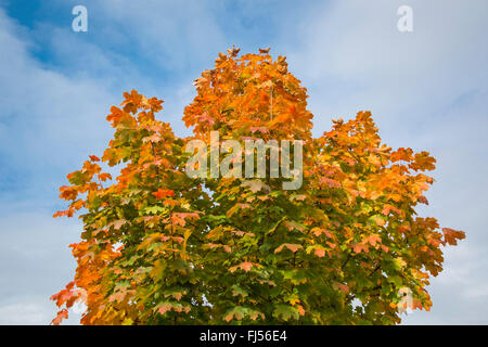 Érable de Norvège (Acer platanoides), à l'automne, en Allemagne, en Bavière, Niederbayern, Basse-Bavière Banque D'Images