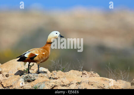 Tadorne Casarca (Tadorna ferruginea, ferruginea), homme debout dans le semi-désert, Îles Canaries, Fuerteventura Banque D'Images