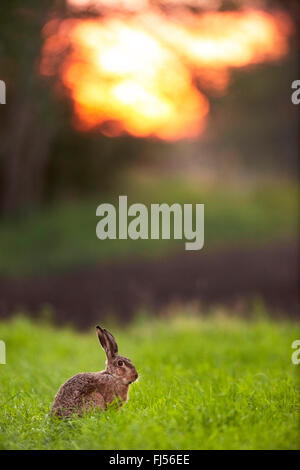 Lièvre européen, lièvre Brun (Lepus europaeus), assis dans un pré à Red sky, side view , Allemagne, Brandebourg Banque D'Images